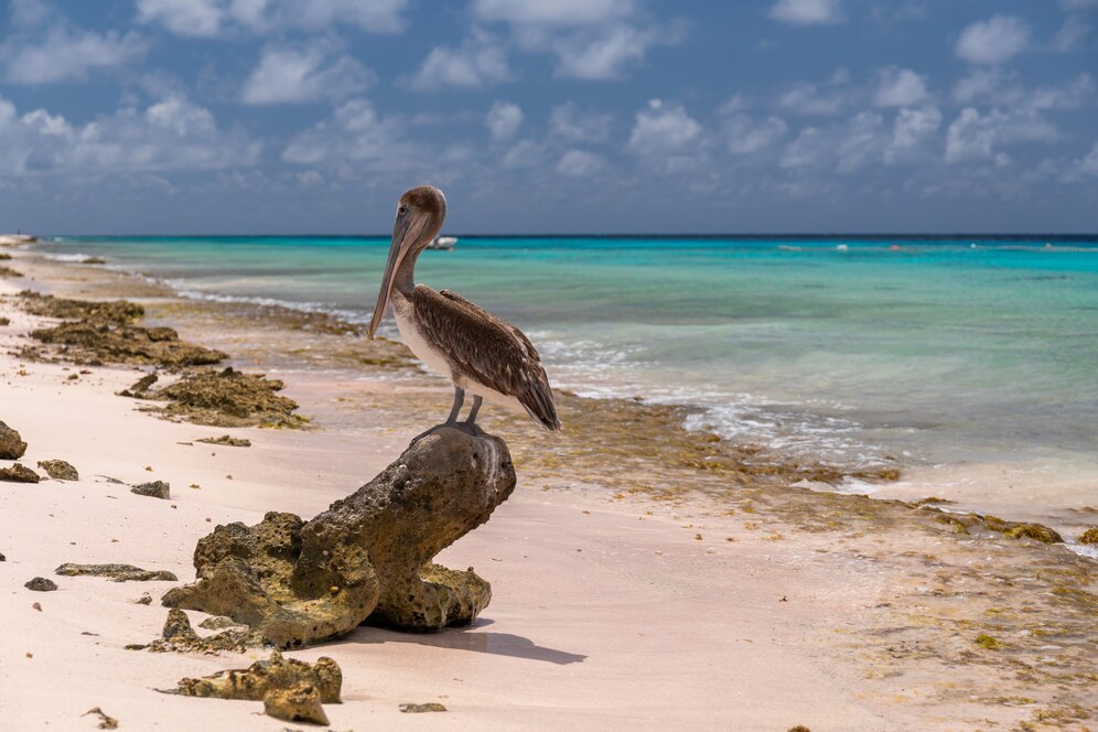 “Bonaire: Een Paradijselijk Juweel van Zon, Zee en Sereniteit”