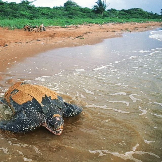 “Galibi: Een Betoverende Ontmoeting met Zeeschildpadden en Inheemse Cultuur”